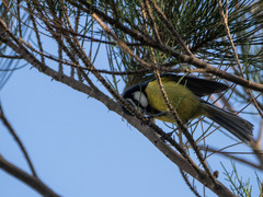 Cyanistes teneriffae