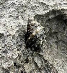 Rapaninae