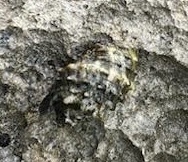 Rapaninae