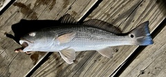 Sciaenops ocellatus