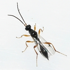 Exallonyx