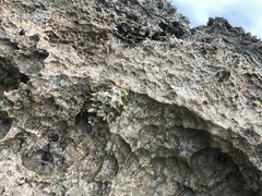 Rapaninae