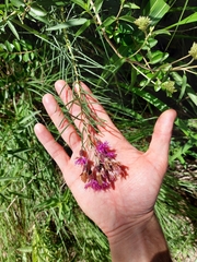 Vernonanthura nudiflora