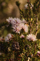 Melaleuca squamea