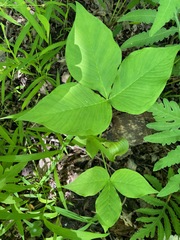 Arisaema triphyllum