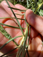 Vernonanthura nudiflora