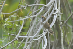 Pheugopedius maculipectus