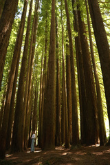 Sequoia