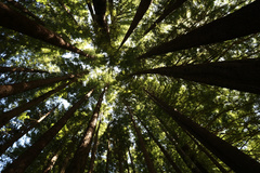 Sequoia