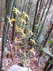 Cephalantheropsis obcordata