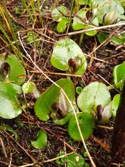 Corybas orbiculatus