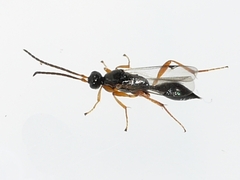 Exallonyx