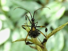 Acanthocephalini