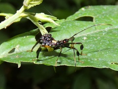 Acanthocephalini