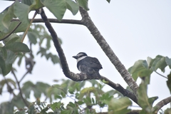 Notharchus hyperrhynchus