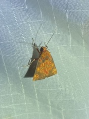 Melese flavimaculata