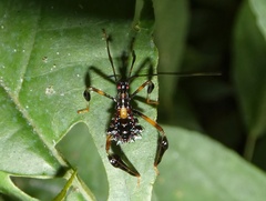 Acanthocephalini