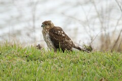Accipiter cooperii
