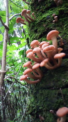 Armillaria mexicana