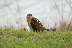 Accipiter cooperii