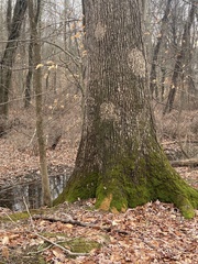 Aleurodiscus oakesii