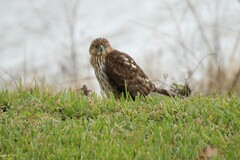 Accipiter cooperii