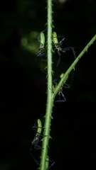 Aristathlus iopterus