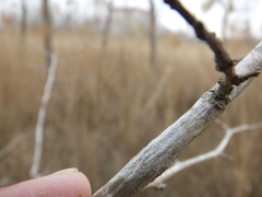 Arthoniomycetes