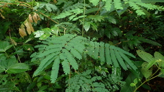 Aristathlus iopterus