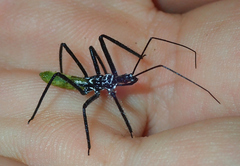 Aristathlus iopterus