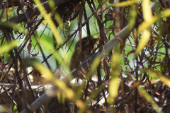 Cistothorus palustris