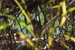 Cistothorus palustris