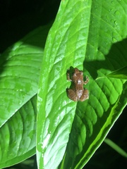 Diasporus