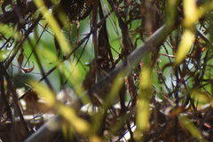 Cistothorus palustris