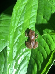 Diasporus