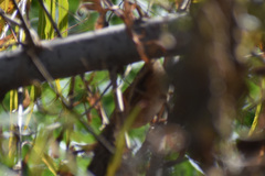 Cistothorus palustris