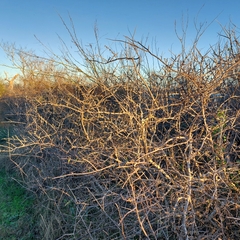 Forestiera