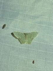 Chloropteryx languescens