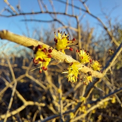 Forestiera