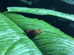 Diasporus