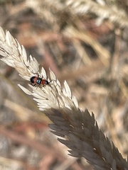 Dicranolaius cinctus