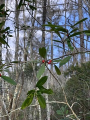Ilex cassine