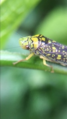 Aulacizes conspersa