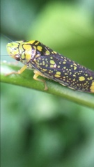 Aulacizes conspersa