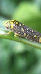 Aulacizes conspersa