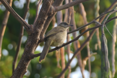 Pycnonotus conradi