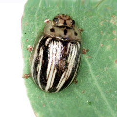 Paropsisterna insignita