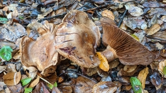 Cortinarius ohlone