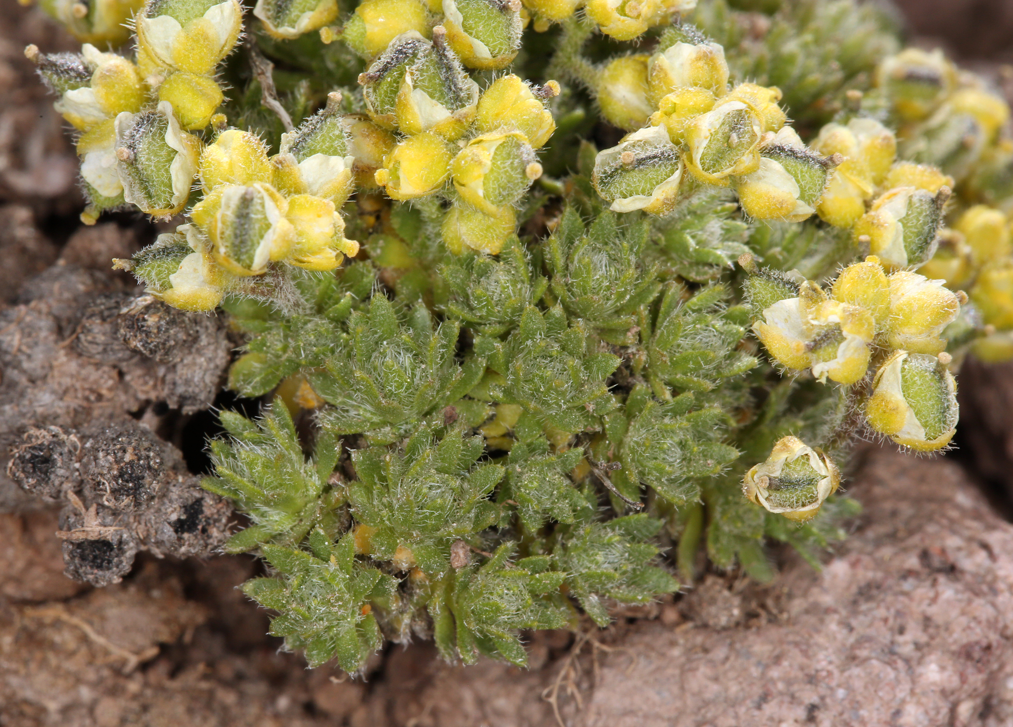 Draba densifolia