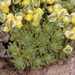 Draba densifolia - Photo (c) Steve Matson, μερικά δικαιώματα διατηρούνται (CC BY), uploaded by Steve Matson